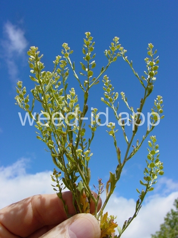 pepperweed, sand